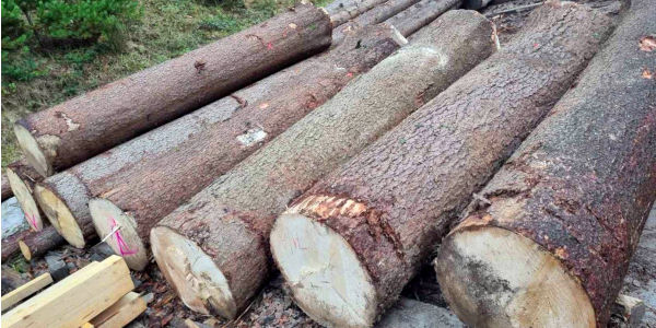  Žaga Kroflič - purchase of timber 