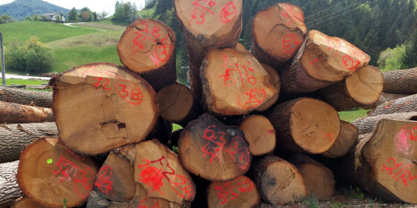  Žaga Kroflič - purchase of timber 